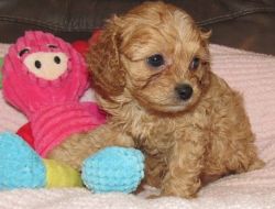 Gorgeous Apricot/Red Male and Female Cavapoo Puppies