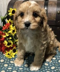 Super Sweet Little Boy and Girl Cavapoo Puppies