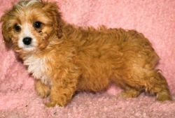 Amazing Personality Male and Female Cavapoo Puppies