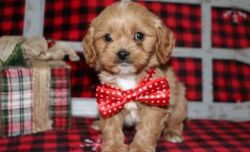 Handsome Little Male and Female Cavapoo Puppies
