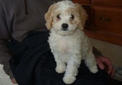 Cuddled and Loved Male and Female Cavapoo Puppies