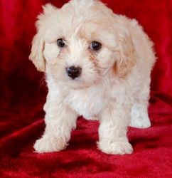 Amazing little Male and Female Cavapoo Puppies