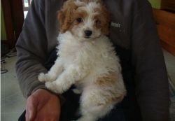 Super Soft Champagne Male and Female Cavapoo Puppies