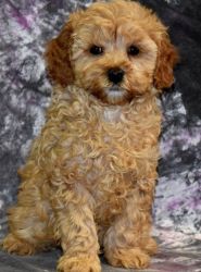 Vet Checked Male and Female Cavapoo Puppies