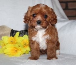 Adorable Boys and girl Cavapoo Puppies APRI registered