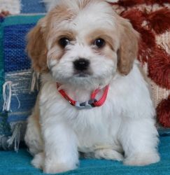 Beautiful Cavapoo Puppies Available