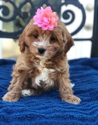 Top Home Trained Cavapoo Puppies.