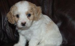 Super Active Male and Female Cavapoo Puppies