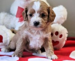 Adorable Red and White Cavapoo Puppies