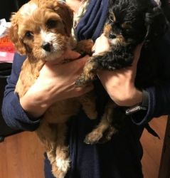 Boys and girls Cavapoo puppies for sale.