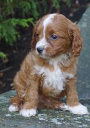 Male and female Cavapoo puppies available