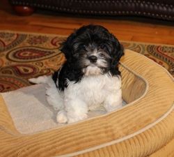 New Litter Of Cavapoo puppies Available