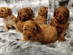 Cava-poo puppies for sale.