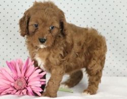 Gorgeous deep red Cavapoo puppy