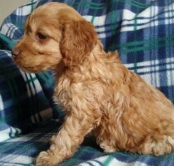 Blake is a beautiful buff colored cockapoo. puppies