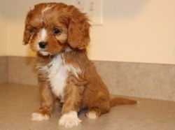 Sonny is a first generation Cavapoo puppies for sale