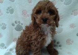Sweet Cavapoo Puppies For Sale.
