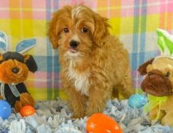 Milo is a male Cavapoo puppy that is ready to be adopted.