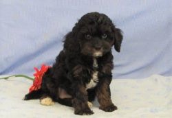 Adorable Cavapoo puppies For Sale.