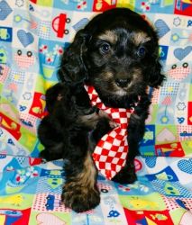 Lovely Cavapoo Puppies For Sale.