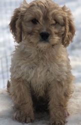 energetic and very playful Cavapoo puppies