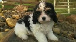 absolutely sweetheart Cavapoo puppies