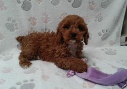 Males and females Cavapoo puppies available