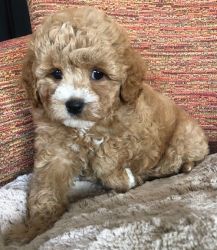 Beautiful Cavapoo Puppies For Sale.