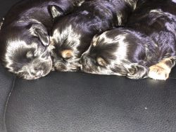 3 cavapoo puppies