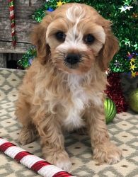 Adorable Cavapoo Puppies for sale.
