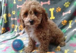 Males and females Cavapoo puppies