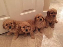 Outstanding Health Tested Cavapoos