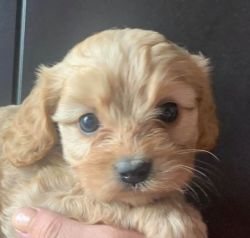 F1 gorgeous Cavapoo puppies are ready for there forever home s