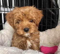 Cavapoo puppies for new home