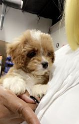 2 months old boy cavapoo for sell