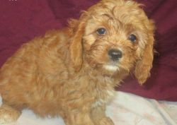 Registered Cavapoos puppies for sale