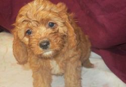 Current vaccinated Cavapoos available