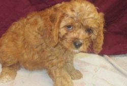 Current vaccinated Cavapoos for sale
