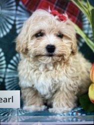 9 weeks old TeddyPoo puppy for sale. Designer breed.