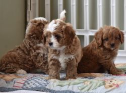Cavapoo puppies available for homes