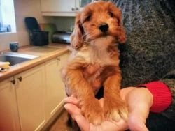 Cavapoo ready to leave now boy /girl 4 sale