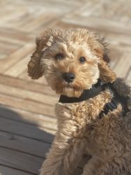4 month old Cavapoo
