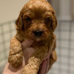 AKC Cavapoo Puppies For Adoption And Re-homing