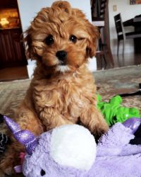 Cavapoo puupies for rehome