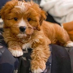 FLUFFY CAVAPOO PUPPIES fOR SALE