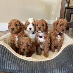Stunning Red Cavapoo Babies From Health Tested Parents Available now
