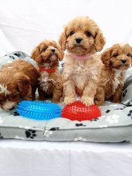 Extensively Health Tested Toy Cavapoo Puppies