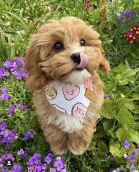 Cavapoo Puppies Available Pups
