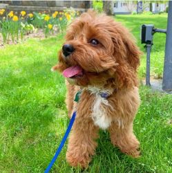 cavapoo puppies to rehome
