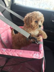 10weeks cavapoo puppies for rehoming